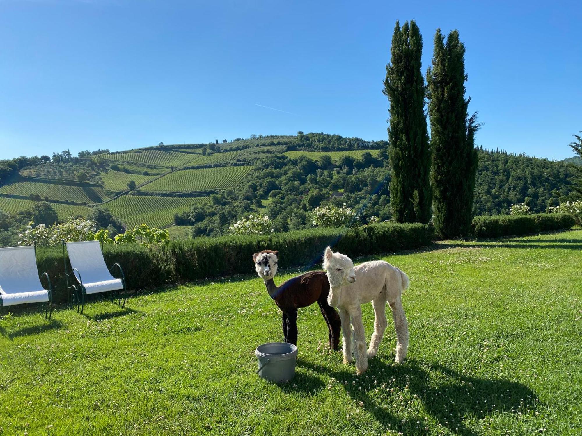 Villa Rignana Chianti Estate, Pool, Tennis,Cook Греве-ин-Кьянти Экстерьер фото